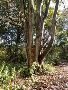 fourteen-box-hill-hike-24