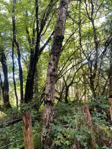 fourteen-box-hill-hike-25