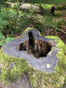 fourteen-box-hill-hike-32