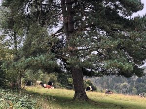 fourteen-box-hill-hike-33